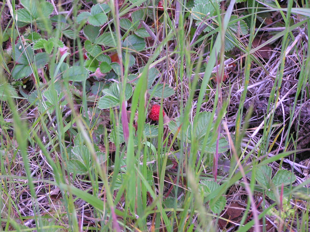 Wild strawberries